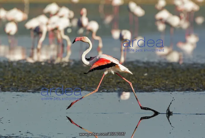 : 80193197 Greater Flamingo Laguna de Fuente de Piedra : 80193197 Greater Flamingo Laguna de Fuente de Piedra