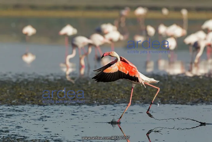 : 80193198 Greater Flamingo Laguna de Fuente de Piedra : 80193198 Greater Flamingo Laguna de Fuente de Piedra