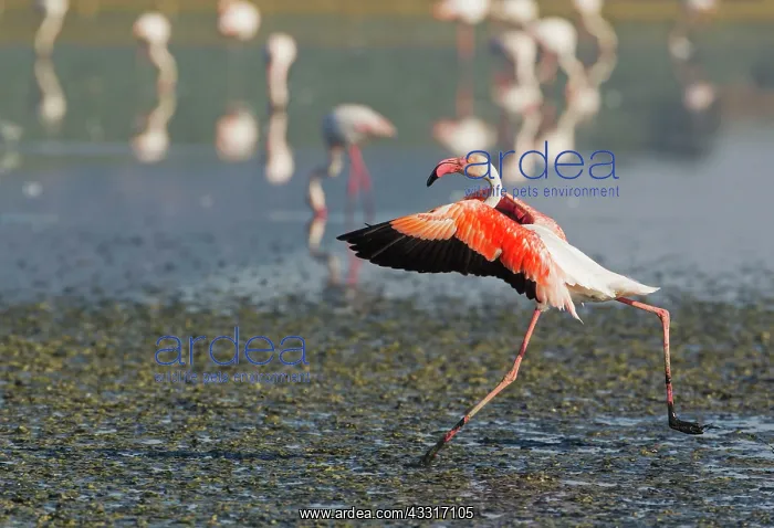 : 80193199 Greater Flamingo Laguna de Fuente de Piedra : 80193199 Greater Flamingo Laguna de Fuente de Piedra