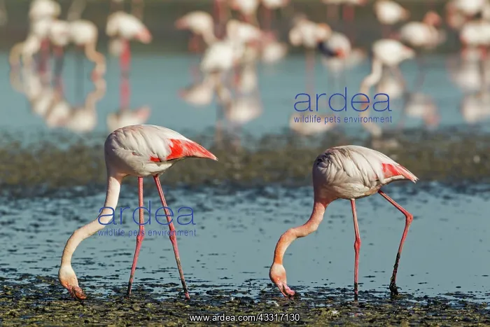 : 80193202 Greater Flamingo - feeding Laguna de Fuente : 80193202 Greater Flamingo - feeding Laguna de Fuente