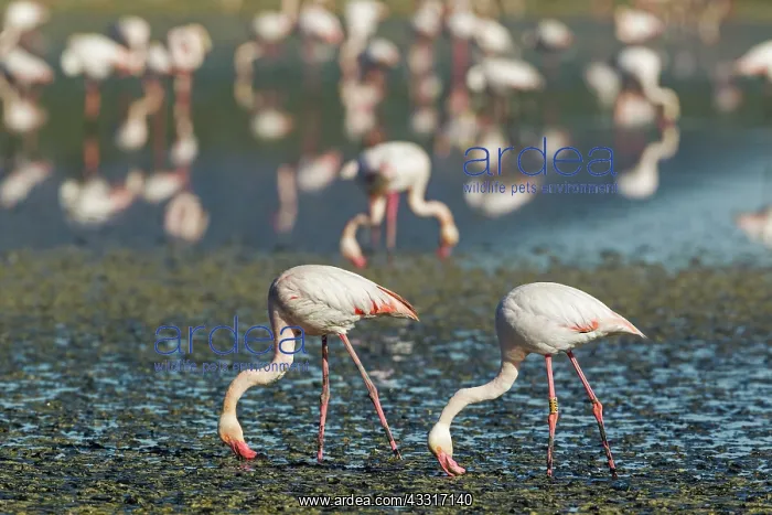 : 80193203 Greater Flamingo - feeding Laguna de Fuente : 80193203 Greater Flamingo - feeding Laguna de Fuente