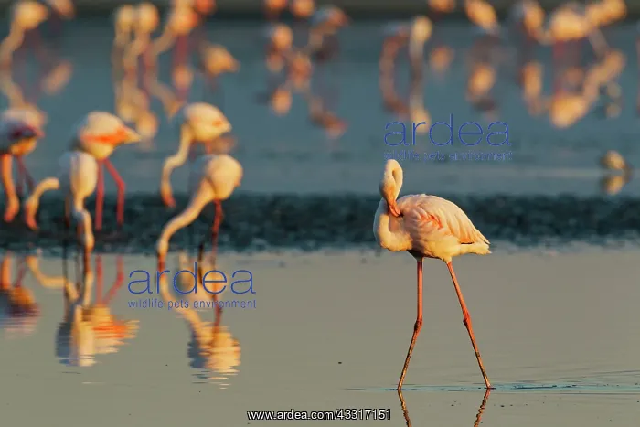 : 80193204 Greater Flamingo - preening Laguna de Fuente : 80193204 Greater Flamingo - preening Laguna de Fuente