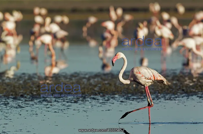 : 80193205 Greater Flamingo Laguna de Fuente de Piedra : 80193205 Greater Flamingo Laguna de Fuente de Piedra