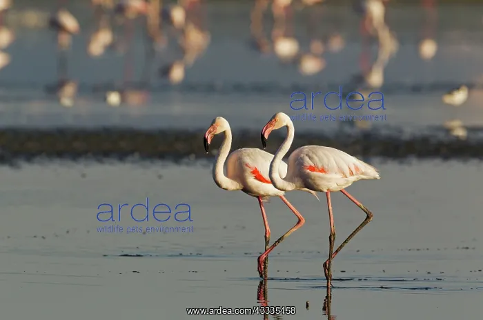 : 80193206 Greater Flamingo Laguna de Fuente de Piedra : 80193206 Greater Flamingo Laguna de Fuente de Piedra