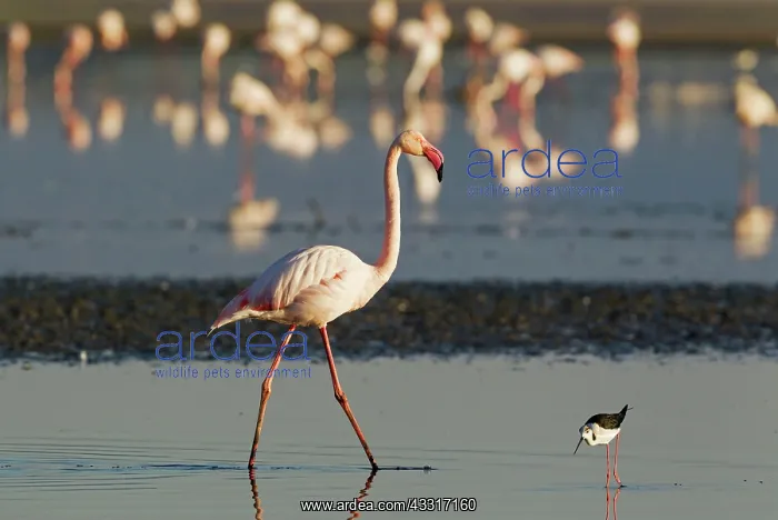 : 80193207 Greater Flamingo - Laguna de Fuente de : 80193207 Greater Flamingo - Laguna de Fuente de