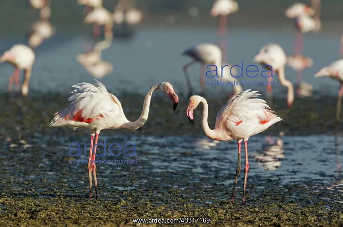 : 80193208 Greater Flamingo - quarrel between two : 80193208 Greater Flamingo - quarrel between two