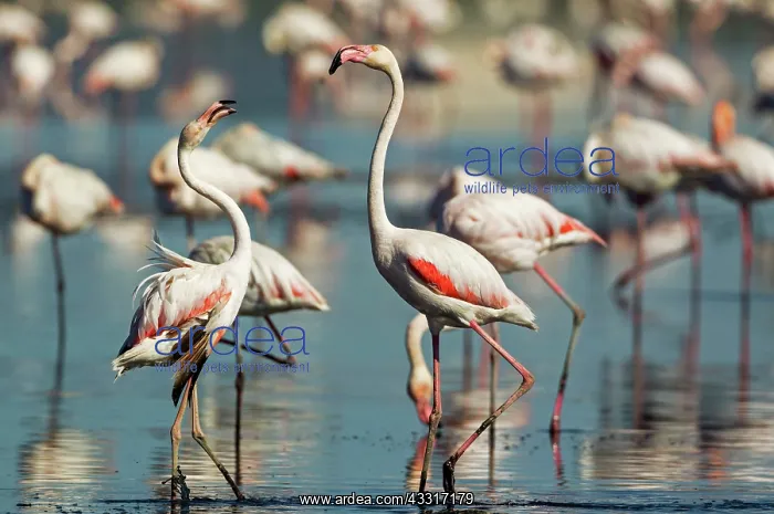 : 80193209 Greater Flamingo - quarrel between two : 80193209 Greater Flamingo - quarrel between two
