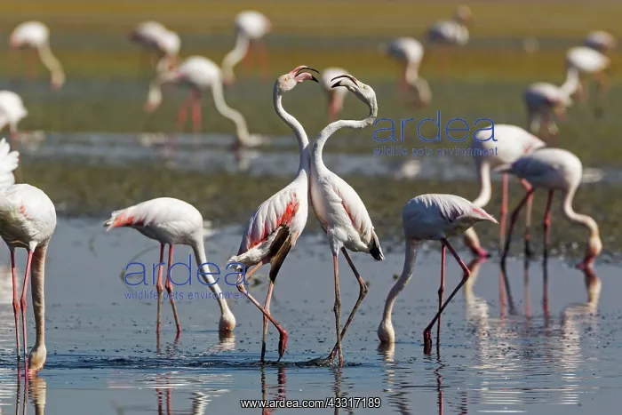 : 80193210 Greater Flamingo - quarrel between two : 80193210 Greater Flamingo - quarrel between two