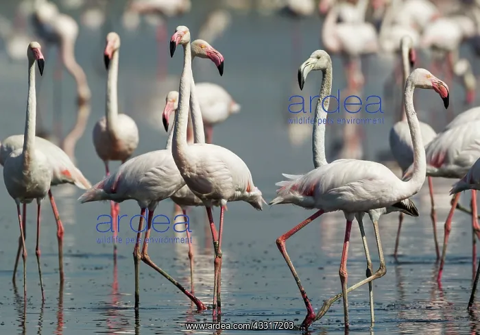 : 80193212 Greater Flamingo Laguna de Fuente de Piedra : 80193212 Greater Flamingo Laguna de Fuente de Piedra