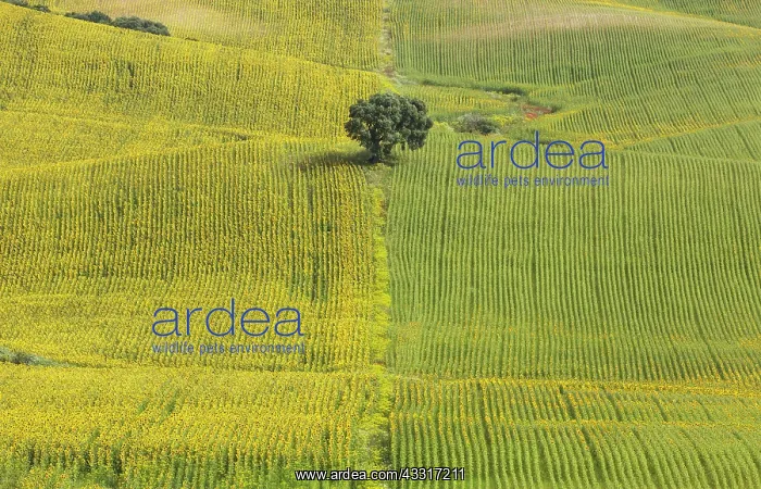 : 80193213 Sunflower - cultivations near Arcos de : 80193213 Sunflower - cultivations near Arcos de