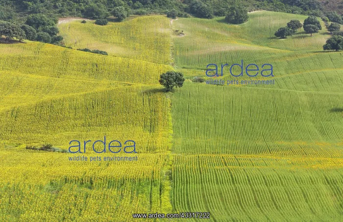 : 80193214 Sunflower - cultivations near Arcos de : 80193214 Sunflower - cultivations near Arcos de