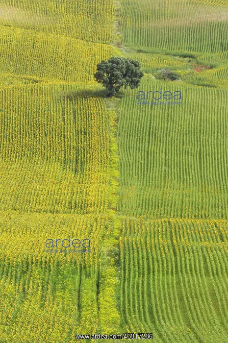 : 80193215 Sunflower - cultivations near Arcos de : 80193215 Sunflower - cultivations near Arcos de