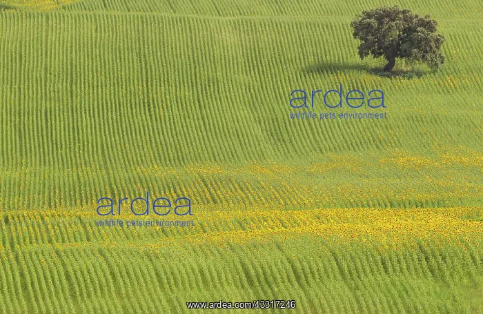 : 80193216 Sunflower - cultivations near Arcos de : 80193216 Sunflower - cultivations near Arcos de