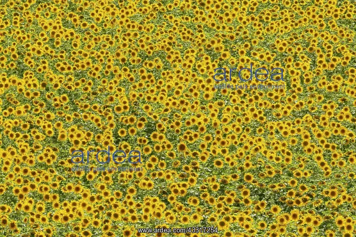 : 80193217 Sunflower - cultivations in the Campina : 80193217 Sunflower - cultivations in the Campina