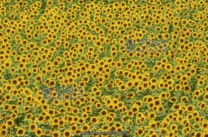 : 80193218 Sunflower - cultivations in the Campina : 80193218 Sunflower - cultivations in the Campina
