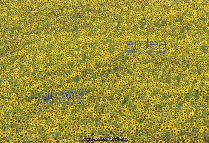 : 80193219 Sunflower - cultivations in the Campina : 80193219 Sunflower - cultivations in the Campina