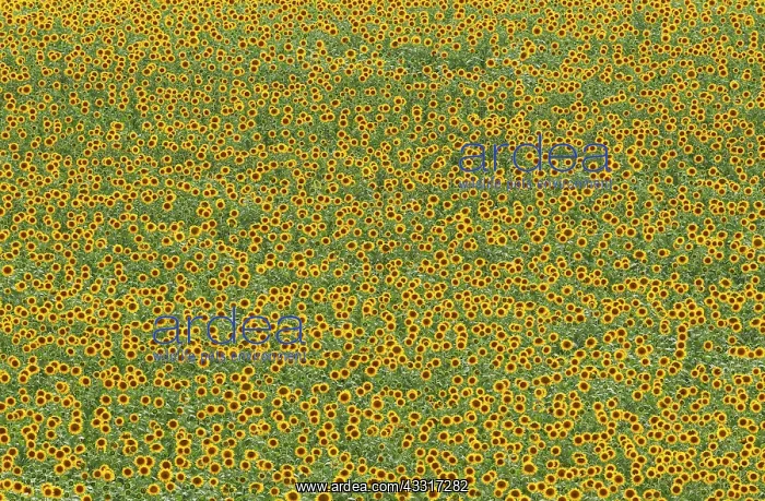 : 80193220 Sunflower - cultivations in the Campina : 80193220 Sunflower - cultivations in the Campina