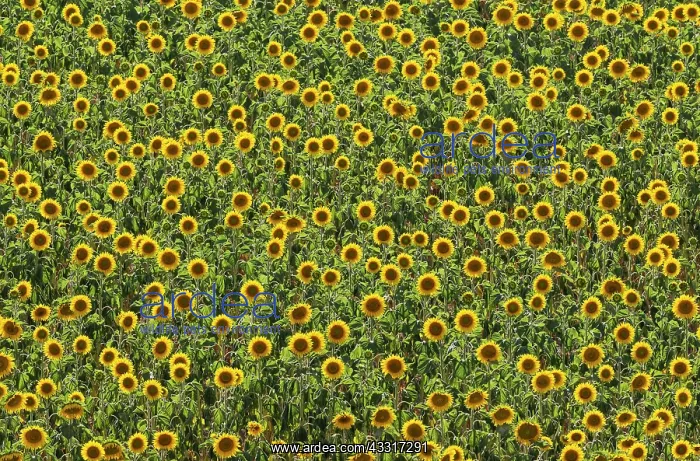 : 80193221 Sunflower - cultivations in the Campina : 80193221 Sunflower - cultivations in the Campina