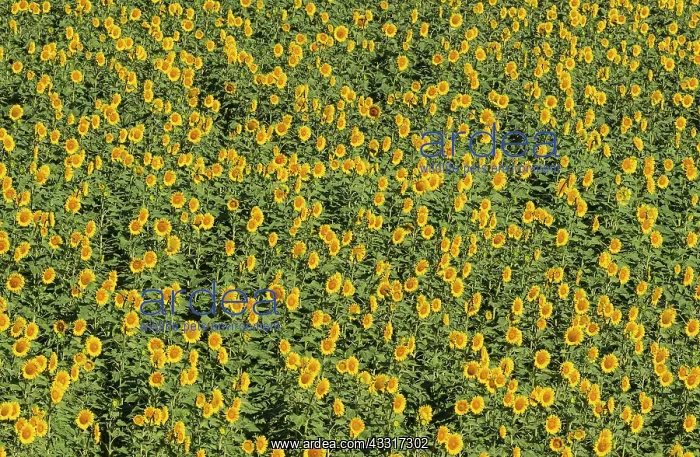 : 80193222 Sunflower - cultivations in the Campina : 80193222 Sunflower - cultivations in the Campina