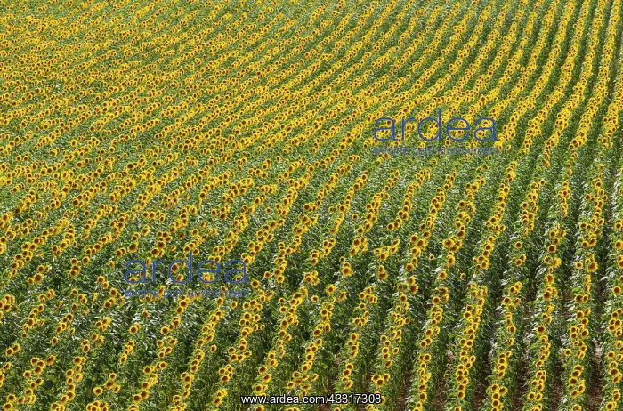 : 80193223 Sunflower - cultivations in the Campina : 80193223 Sunflower - cultivations in the Campina