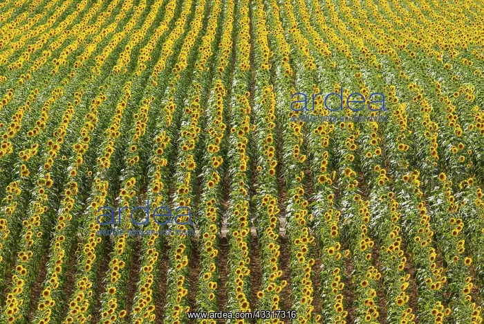 : 80193224 Sunflower - cultivations in the Campina : 80193224 Sunflower - cultivations in the Campina