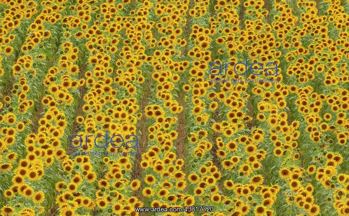 : 80193225 Sunflower - cultivations in the Campina : 80193225 Sunflower - cultivations in the Campina