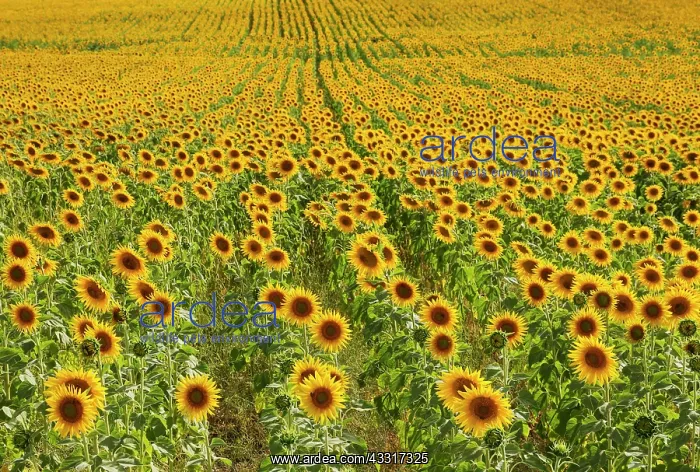 : 80193226 Sunflower - cultivations in the Campina : 80193226 Sunflower - cultivations in the Campina