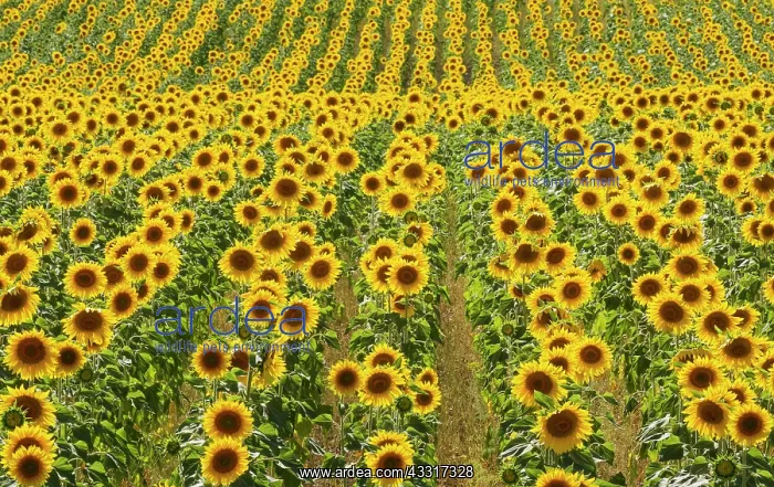 : 80193227 Sunflower - cultivations in the Campina : 80193227 Sunflower - cultivations in the Campina