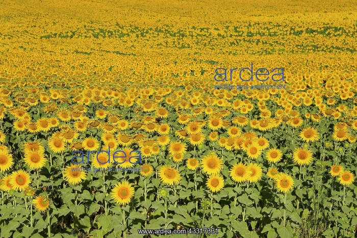 : 80193228 Sunflower - cultivations in the Campina : 80193228 Sunflower - cultivations in the Campina