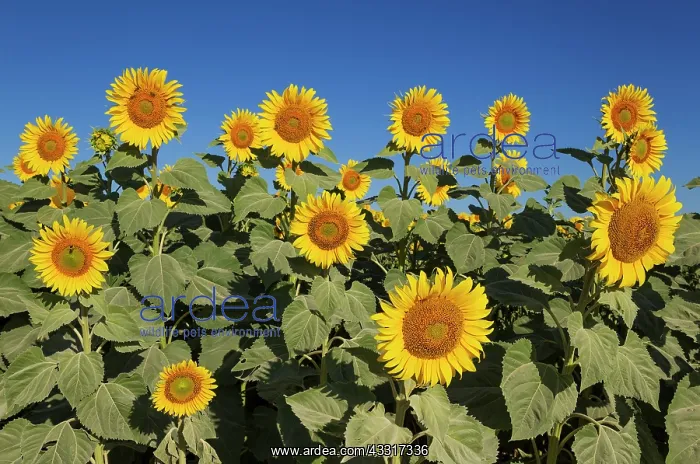 : 80193229 Sunflower - cultivations in the Campina : 80193229 Sunflower - cultivations in the Campina