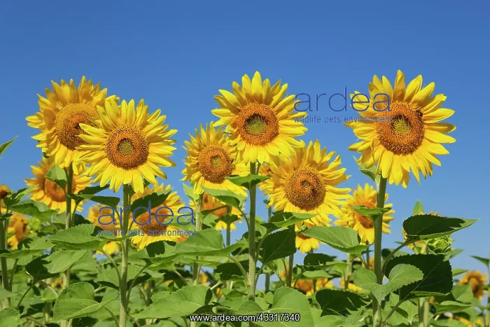 : 80193230 Sunflower - cultivations in the Campina : 80193230 Sunflower - cultivations in the Campina