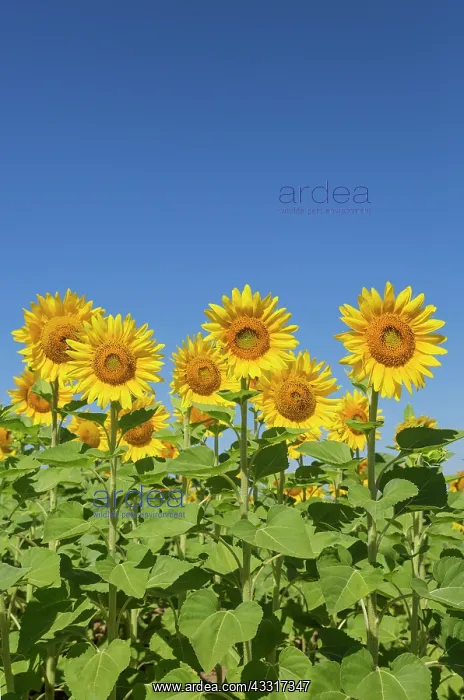 : 80193231 Sunflower - cultivations in the Campina : 80193231 Sunflower - cultivations in the Campina