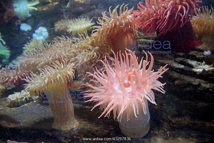 : 80193233 Sea Anemones - variety Oceanarium, France : 80193233 Sea Anemones - variety Oceanarium, France