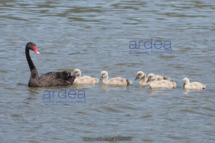 : 80193237 Black Swan - adult with cygnets - (Introduced : 80193237 Black Swan - adult with cygnets - (Introduced
