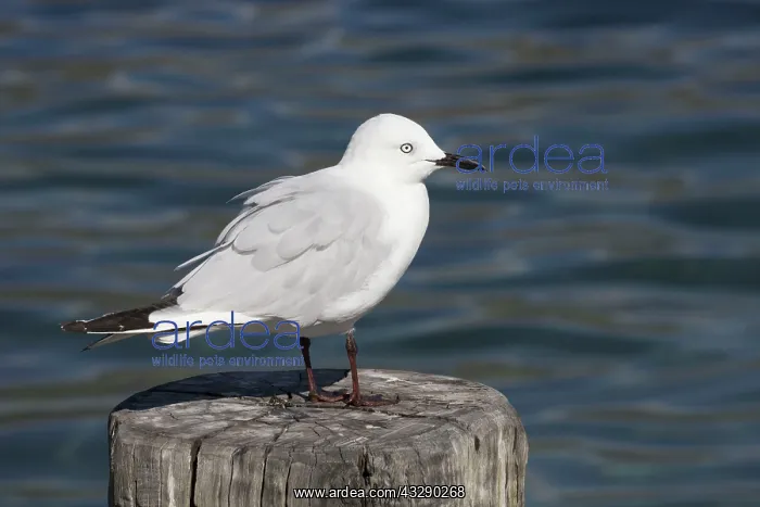 : 80193238 Black-billed Gull - (Recently classified : 80193238 Black-billed Gull - (Recently classified