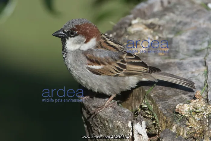 : 80193244 House Sparrow - male perched on fruit tree : 80193244 House Sparrow - male perched on fruit tree