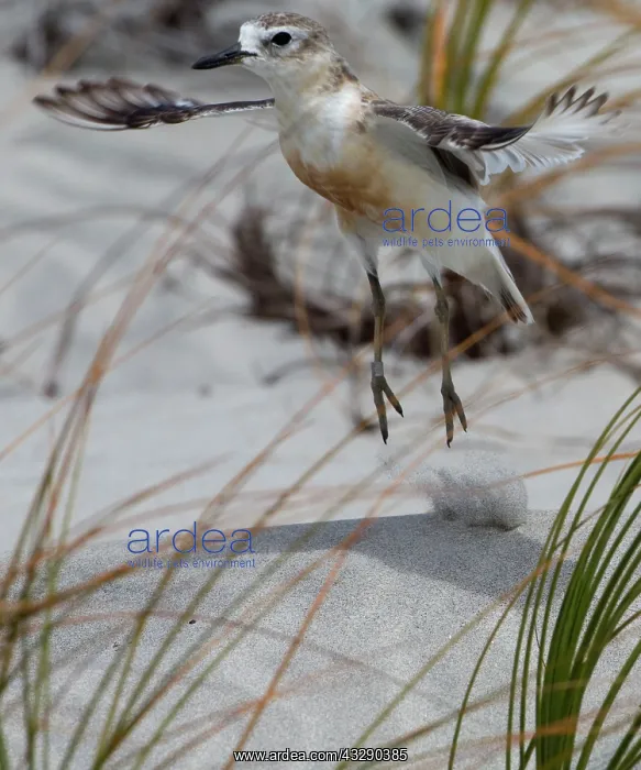 : 80193250 New Zealand Dotterel - in flight Te Arai : 80193250 New Zealand Dotterel - in flight Te Arai