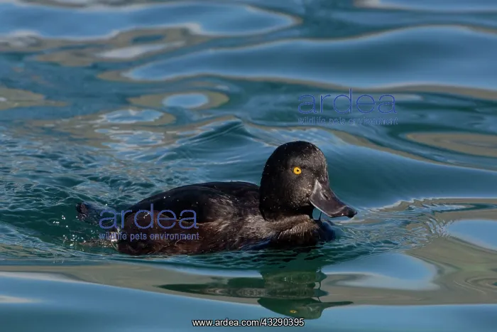 : 80193251 New Zealand Scaup - male Lake Wanaka, South : 80193251 New Zealand Scaup - male Lake Wanaka, South