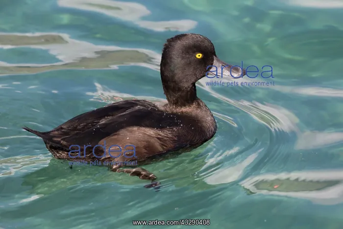 : 80193252 New Zealand Scaup - male Lake Wanaka, South : 80193252 New Zealand Scaup - male Lake Wanaka, South