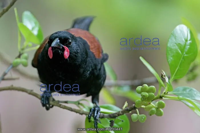 : 80193255 North Island Saddleback - adult - (endemic : 80193255 North Island Saddleback - adult - (endemic
