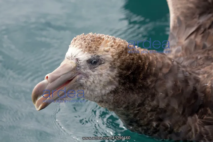 : 80193257 Northern Giant Petrel - close up of head : 80193257 Northern Giant Petrel - close up of head