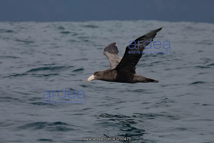 : 80193258 Northern Giant Petrel - in flight Kaikoura : 80193258 Northern Giant Petrel - in flight Kaikoura