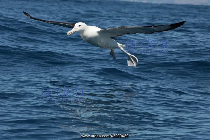 : 80193259 Northern Royal Albatross - in flight Kaikoura : 80193259 Northern Royal Albatross - in flight Kaikoura