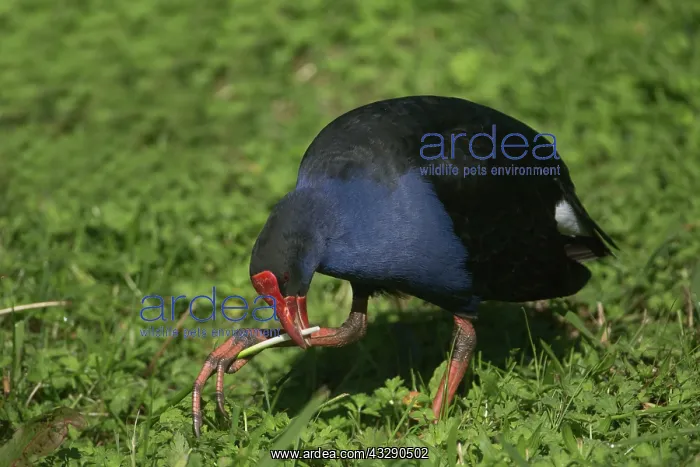 : 80193260 Purple Swamphen - eating parrot fashion : 80193260 Purple Swamphen - eating parrot fashion