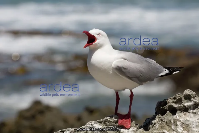 : 80193261 Red-billed Gull - calling Kaikoura, South : 80193261 Red-billed Gull - calling Kaikoura, South