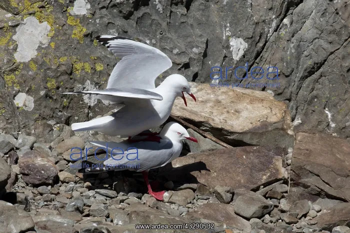 : 80193262 Red-billed Gull - mating Kaikoura, South : 80193262 Red-billed Gull - mating Kaikoura, South
