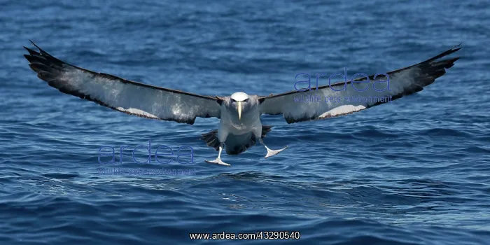 : 80193263 Salvin's Albatross - in flight Kaikoura : 80193263 Salvin's Albatross - in flight Kaikoura