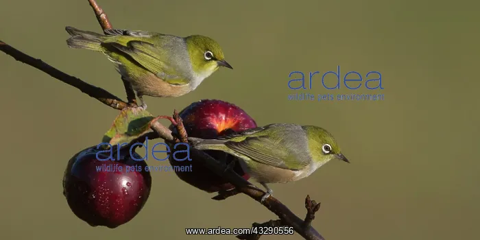 : 80193265 Silvereye / Grey-backed Silvereye Teal : 80193265 Silvereye / Grey-backed Silvereye Teal