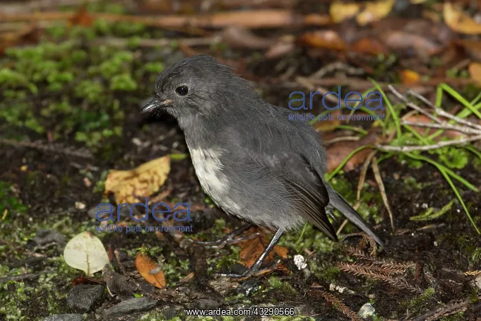 : 80193266 South Island Robin Ulva Island, Stewart : 80193266 South Island Robin Ulva Island, Stewart