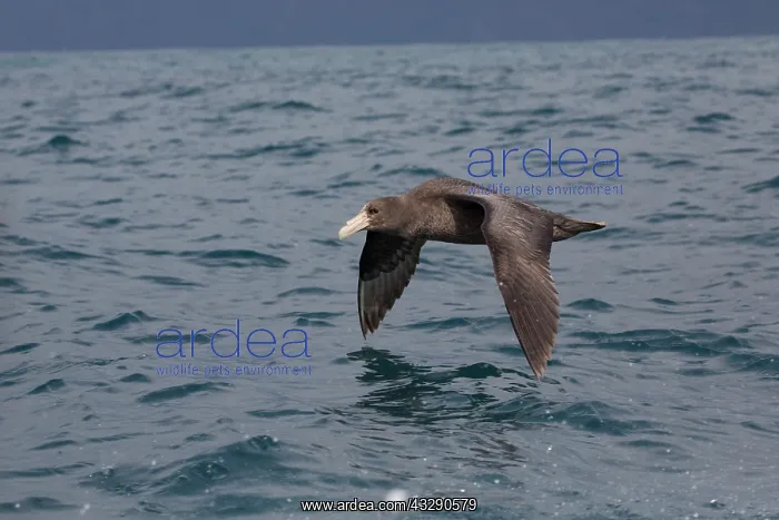 : 80193267 Southern Giant Petrel - in flight Kaikoura : 80193267 Southern Giant Petrel - in flight Kaikoura